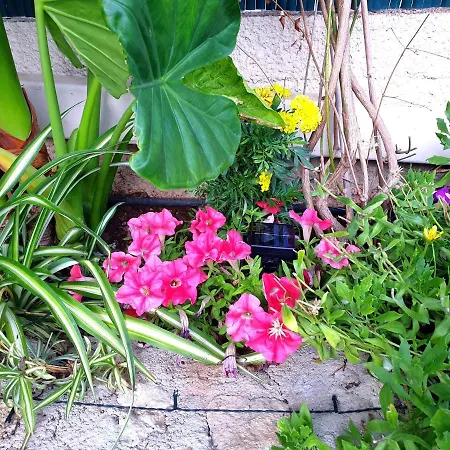 Semesterbostad Aloe House