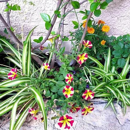 Aloe House Lakíthra