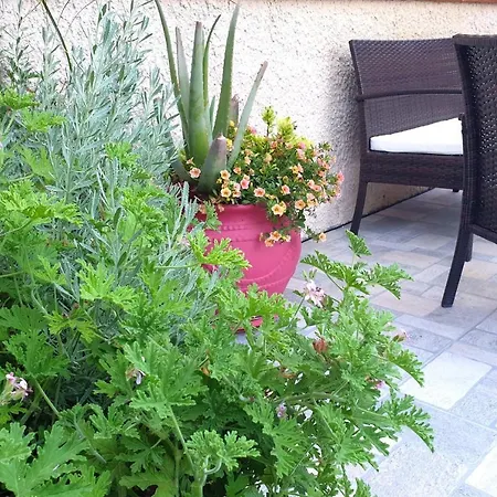 Dom wakacyjny Aloe House