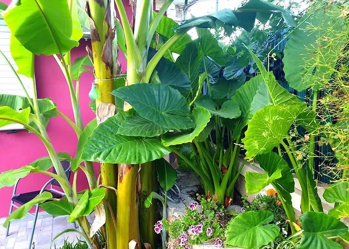 Aloe House * Lakithra