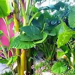 Aloe House * Lakithra