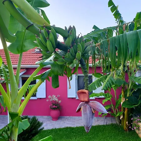 Aloe House *